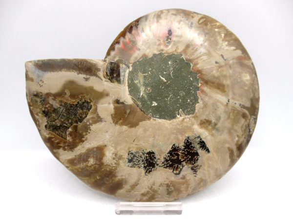 Madagascar Ammonite Pair Fossil for Sale LG+~ 5.70" #158 - Image 2
