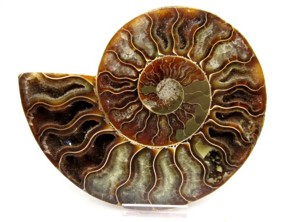 Madagascar Ammonite Pair Fossil for Sale LG+~ 5.70" #158 - Image 3