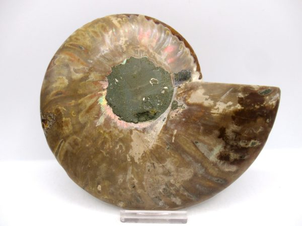 Madagascar Ammonite Pair Fossil for Sale LG+~ 5.70" #158 - Image 4