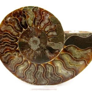 General Cretaceous Age Cleoniceras Ammonite Lg Pair Fossils From Madagascar For Sale #159