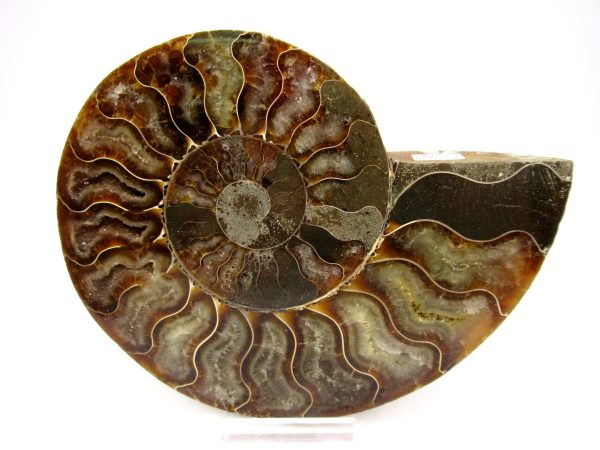 General Cretaceous Age Cleoniceras Ammonite Lg Pair Fossils From Madagascar For Sale #159