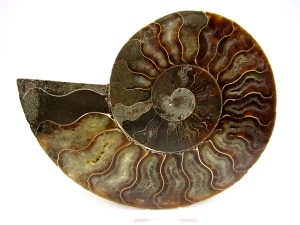 General Cretaceous Age Cleoniceras Ammonite Lg Pair Fossils From Madagascar For Sale #159b