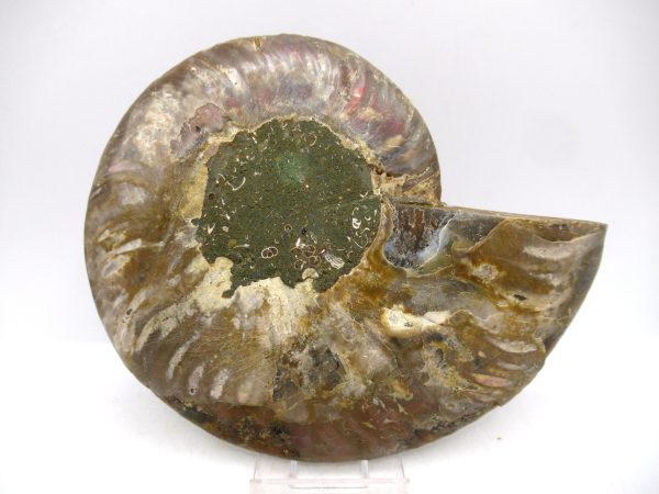 General Cretaceous Age Cleoniceras Ammonite Lg Pair Fossils From Madagascar For Sale #159c