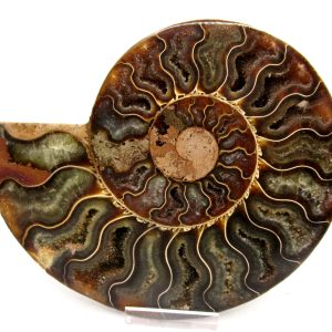 General Cretaceous Age Cleoniceras Ammonite Lg Pair Fossils From Madagascar For Sale #160