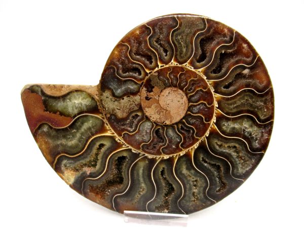 General Cretaceous Age Cleoniceras Ammonite Lg Pair Fossils From Madagascar For Sale #160