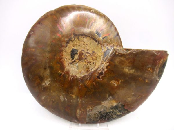 General Cretaceous Age Cleoniceras Ammonite Lg Pair Fossils From Madagascar For Sale #160a