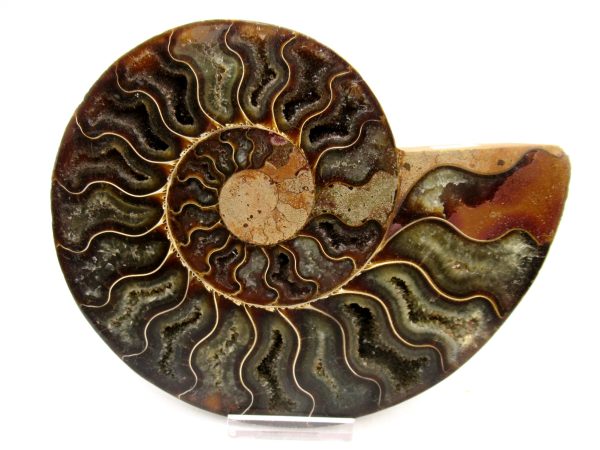 General Cretaceous Age Cleoniceras Ammonite Lg Pair Fossils From Madagascar For Sale #160b