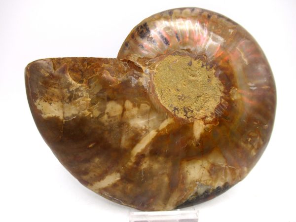 General Cretaceous Age Cleoniceras Ammonite Lg Pair Fossils From Madagascar For Sale #160c