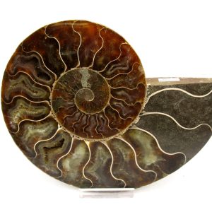 General Cretaceous Age Cleoniceras Ammonite Lg Pair Fossils From Madagascar For Sale #161
