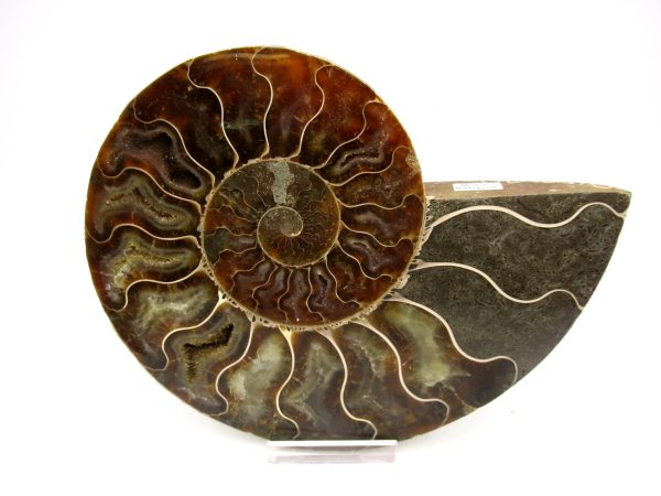 General Cretaceous Age Cleoniceras Ammonite Lg Pair Fossils From Madagascar For Sale #161