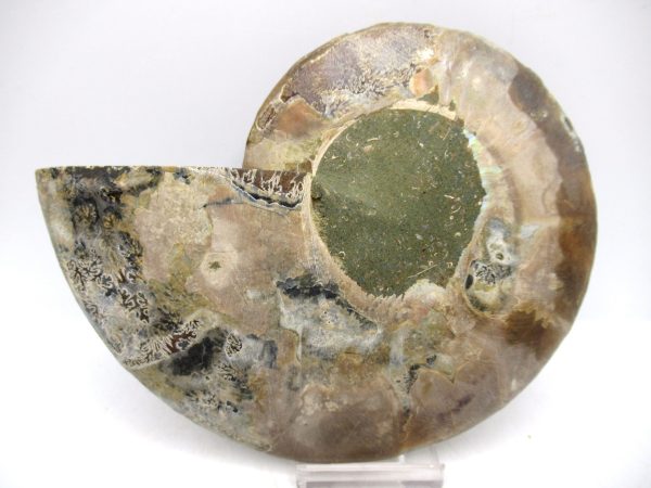 General Cretaceous Age Cleoniceras Ammonite Lg Pair Fossils From Madagascar For Sale #161a