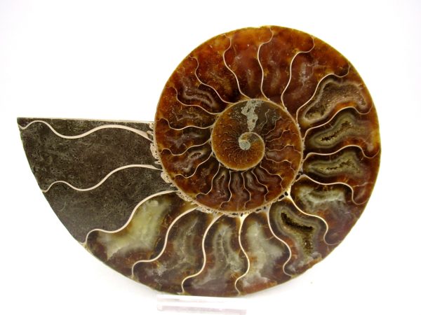 General Cretaceous Age Cleoniceras Ammonite Lg Pair Fossils From Madagascar For Sale #161b