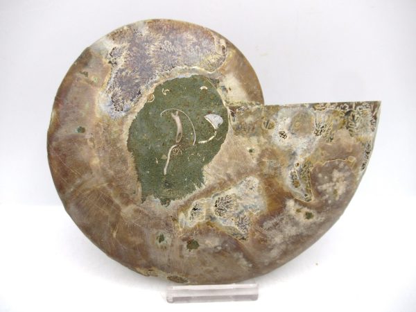 General Cretaceous Age Cleoniceras Ammonite Lg Pair Fossils From Madagascar For Sale #161c