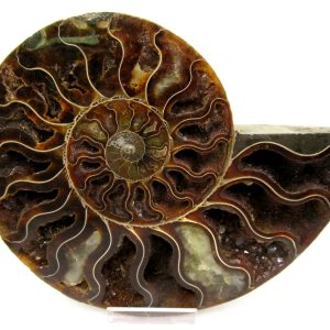 General Cretaceous Age Cleoniceras Ammonite Lg Pair Fossils From Madagascar For Sale #162