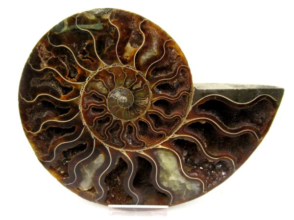 General Cretaceous Age Cleoniceras Ammonite Lg Pair Fossils From Madagascar For Sale #162