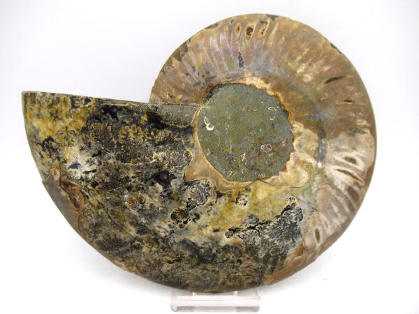General Cretaceous Age Cleoniceras Ammonite Lg Pair Fossils From Madagascar For Sale #162a