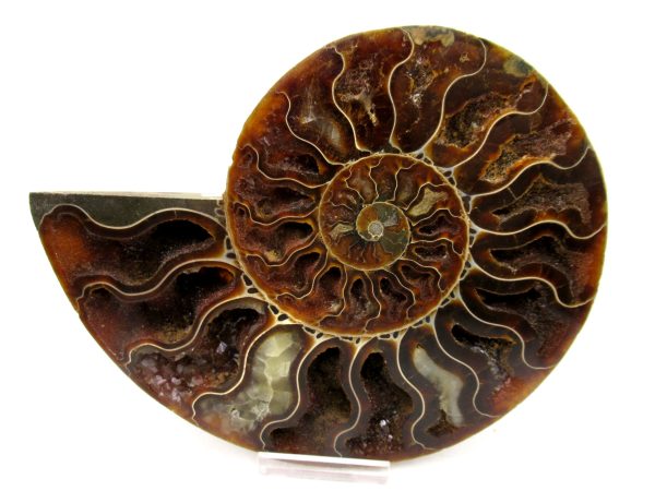 General Cretaceous Age Cleoniceras Ammonite Lg Pair Fossils From Madagascar For Sale #162b