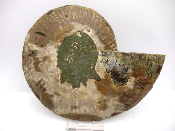 General Cretaceous Age Cleoniceras Ammonite Lg Pair Fossils From Madagascar For Sale #162c