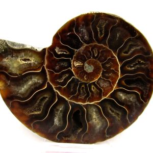 General Cretaceous Age Cleoniceras Ammonite Medium Pair Fossils From Madagascar For Sale #144