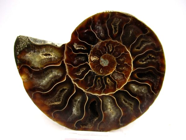 General Cretaceous Age Cleoniceras Ammonite Medium Pair Fossils From Madagascar For Sale #144