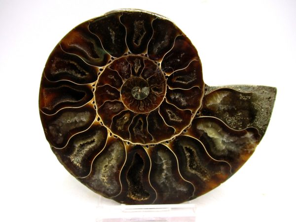 General Cretaceous Age Cleoniceras Ammonite Medium Pair Fossils From Madagascar For Sale #144b