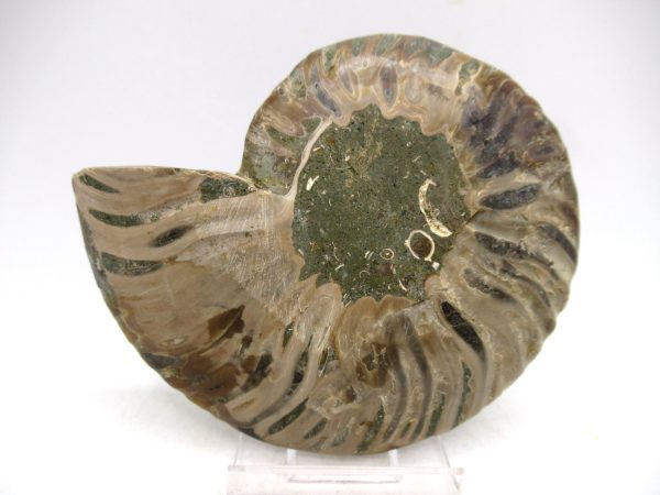 General Cretaceous Age Cleoniceras Ammonite Medium Pair Fossils From Madagascar For Sale #144c