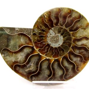 Madagascar Ammonite Pair Fossil for Sale Medium ~ 3.36" #145