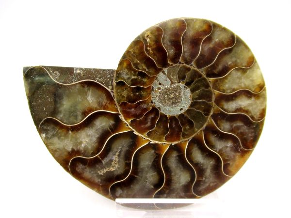 Madagascar Ammonite Pair Fossil for Sale Medium ~ 3.36" #145