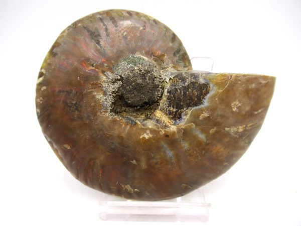 Madagascar Ammonite Pair Fossil for Sale Medium ~ 3.36" #145 - Image 2