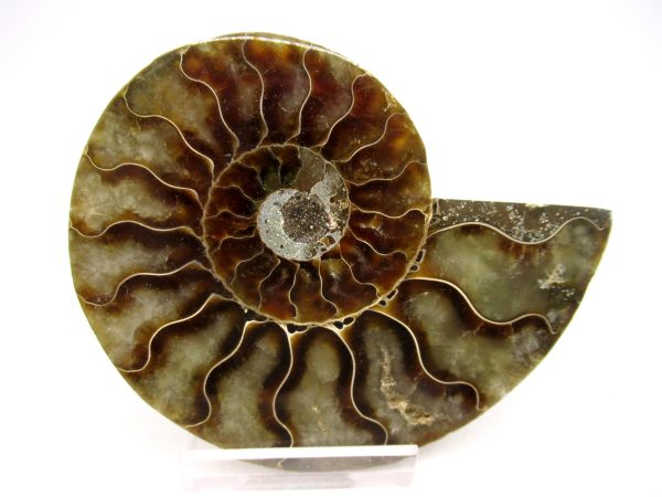 Madagascar Ammonite Pair Fossil for Sale Medium ~ 3.36" #145 - Image 4