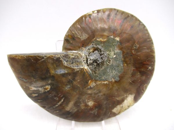 Madagascar Ammonite Pair Fossil for Sale Medium ~ 3.36" #145 - Image 3