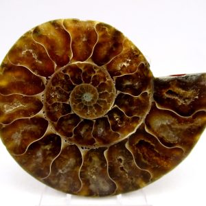 Madagascar Ammonite Pair Fossil for Sale Medium ~ 3.01" #146
