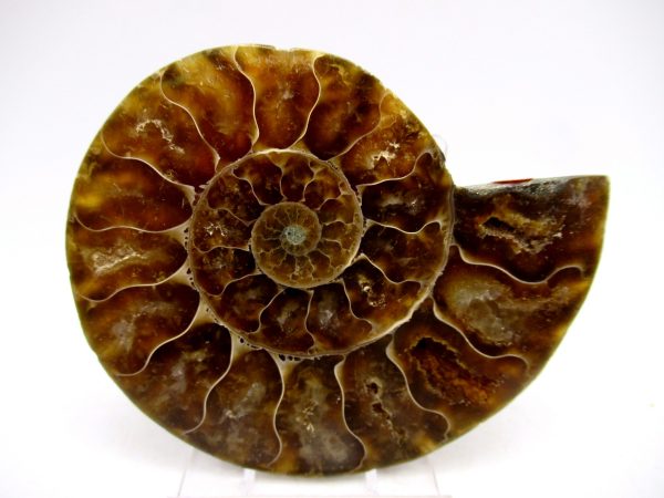 Madagascar Ammonite Pair Fossil for Sale Medium ~ 3.01" #146
