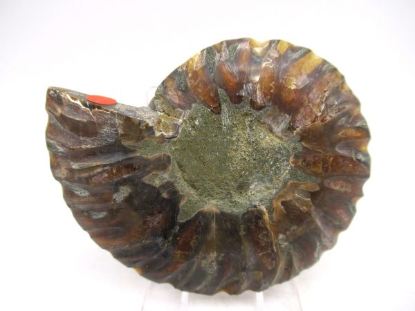 Madagascar Ammonite Pair Fossil for Sale Medium ~ 3.01" #146 - Image 2