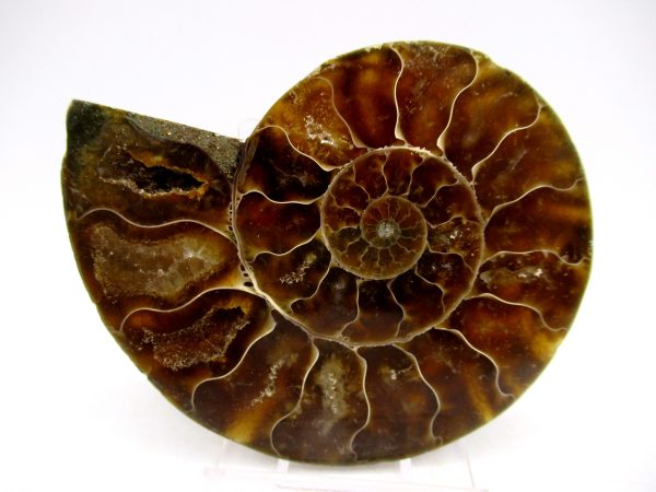 Madagascar Ammonite Pair Fossil for Sale Medium ~ 3.01" #146 - Image 4