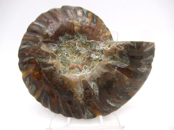 Madagascar Ammonite Pair Fossil for Sale Medium ~ 3.01" #146 - Image 3