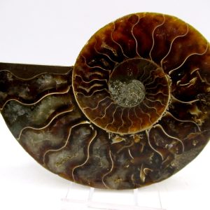 Madagascar Ammonite Pair Fossil for Sale Medium ~ 3.65" #147