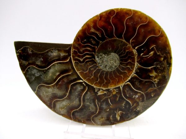 Madagascar Ammonite Pair Fossil for Sale Medium ~ 3.65" #147