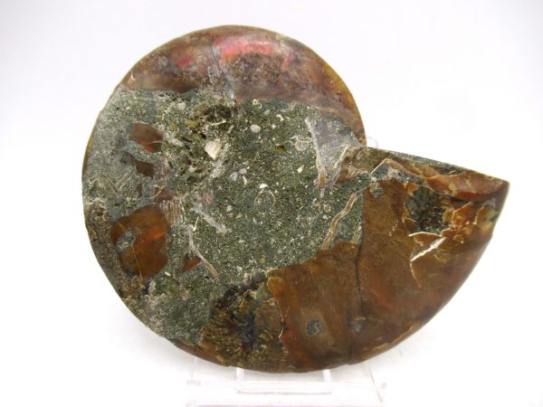 Madagascar Ammonite Pair Fossil for Sale Medium ~ 3.65" #147 - Image 2