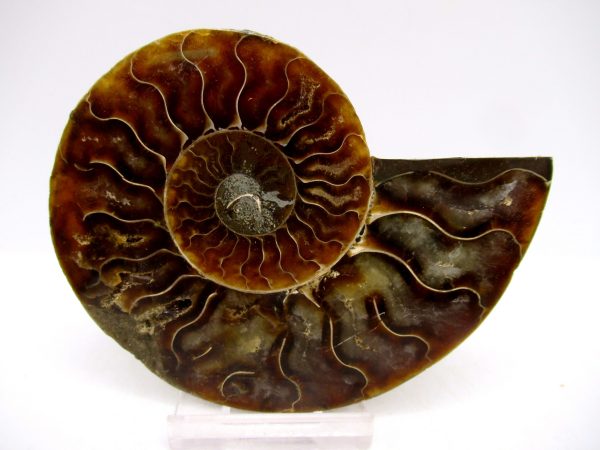 Madagascar Ammonite Pair Fossil for Sale Medium ~ 3.65" #147 - Image 4
