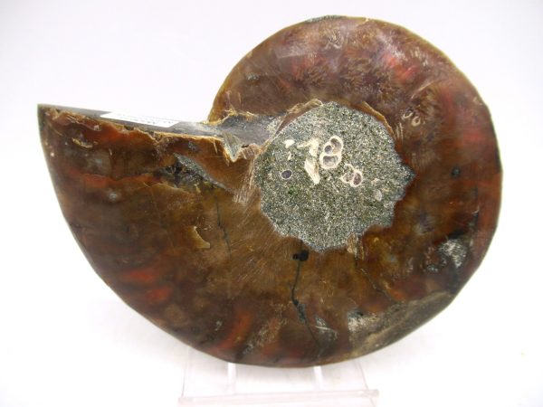 Madagascar Ammonite Pair Fossil for Sale Medium ~ 3.65" #147 - Image 3