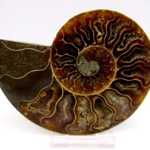 Madagascar Ammonite Pair Fossil for Sale Medium ~ 3.74" #148