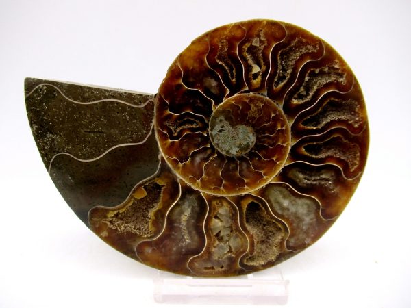 Madagascar Ammonite Pair Fossil for Sale Medium ~ 3.74" #148