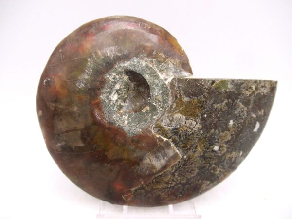 Madagascar Ammonite Pair Fossil for Sale Medium ~ 3.74" #148 - Image 2