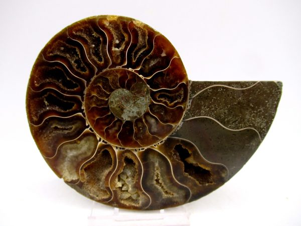 Madagascar Ammonite Pair Fossil for Sale Medium ~ 3.74" #148 - Image 4