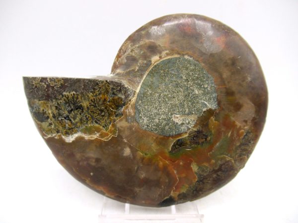 Madagascar Ammonite Pair Fossil for Sale Medium ~ 3.74" #148 - Image 3
