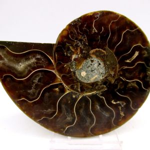 Madagascar Ammonite Pair Fossil for Sale Medium ~ 3.58" #149