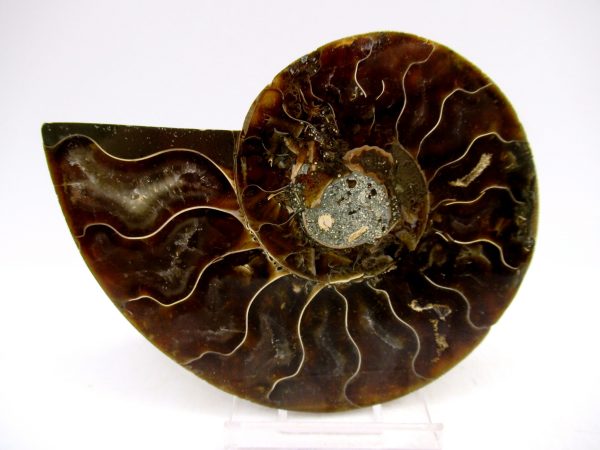 Madagascar Ammonite Pair Fossil for Sale Medium ~ 3.58" #149
