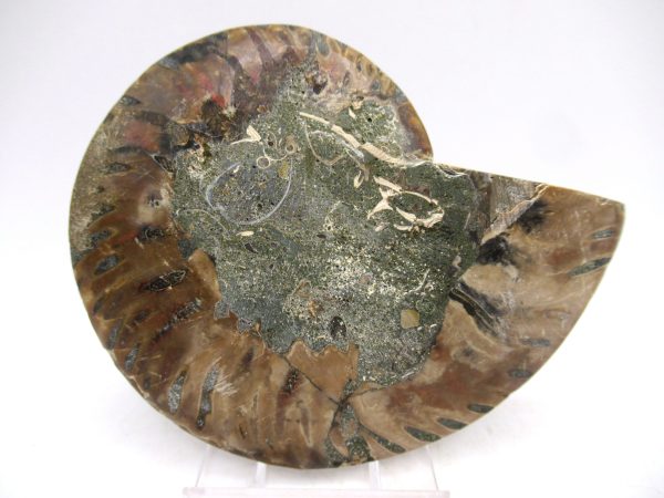 Madagascar Ammonite Pair Fossil for Sale Medium ~ 3.58" #149 - Image 2