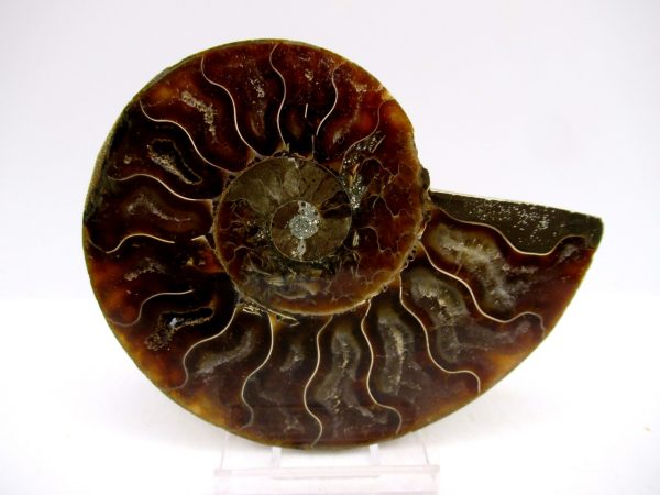 Madagascar Ammonite Pair Fossil for Sale Medium ~ 3.58" #149 - Image 4